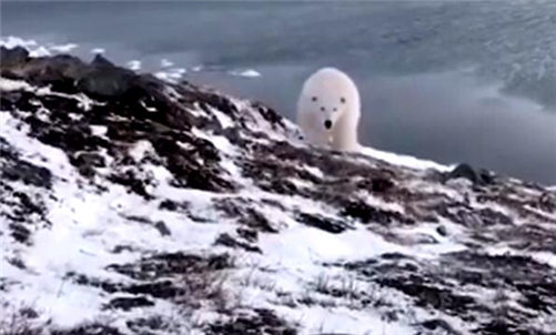 摄影师徒手吓走北极熊  北极熊：我不要面子的吗？