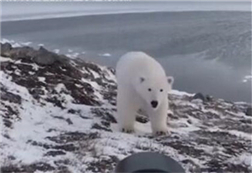 摄影师徒手吓走北极熊  北极熊：我不要面子的吗？