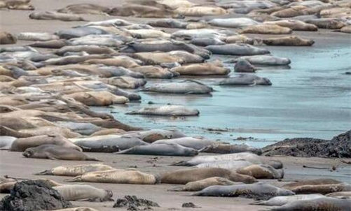 诡异现象：海豹集体午睡  占领整个海滩场面！