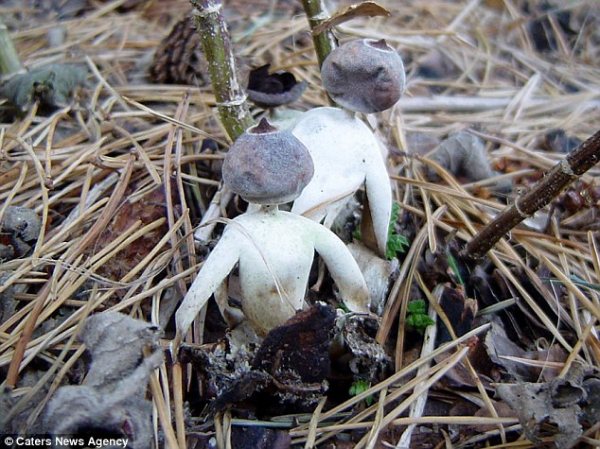 英国现“人形”蘑菇长着头和四肢 已被认定为新品种