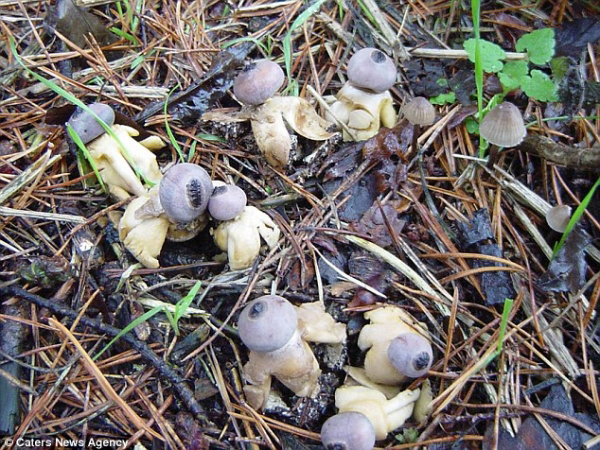英国现“人形”蘑菇长着头和四肢 已被认定为新品种