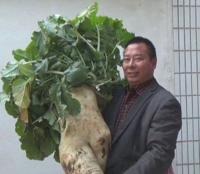 云南村民种出巨型萝:长1.2米 重约30斤 白萝卜的功效与作用