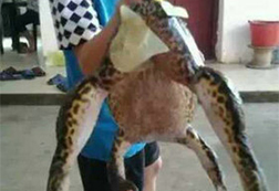村民抓到巨蛙重8.6斤网友:这货成精了！