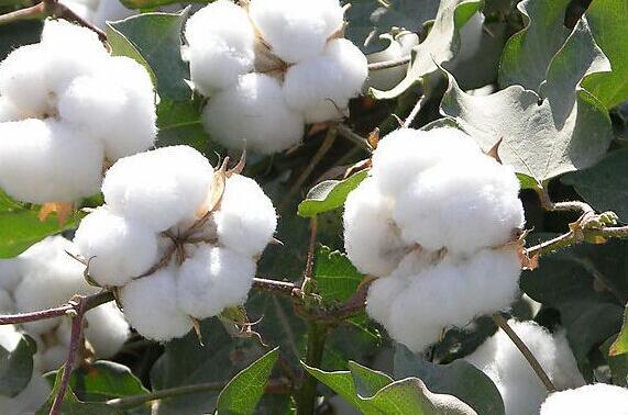 那段关于棉花与文革的历史：种棉花竟也成了反革命