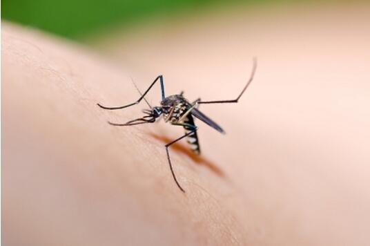 夏天必知的驱蚊小妙招与防蚊方法
