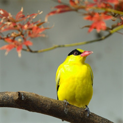 超清晰的黑枕黄鹂鸟图片