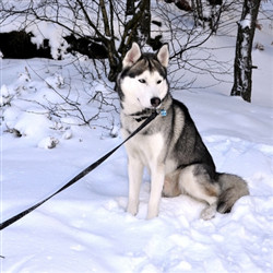 呆萌哈士奇雪橇犬在雪地的图片