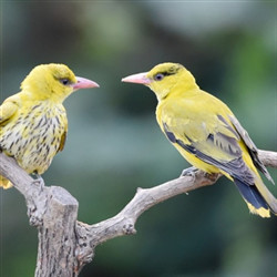 两只黄鹂鸟亲密图片