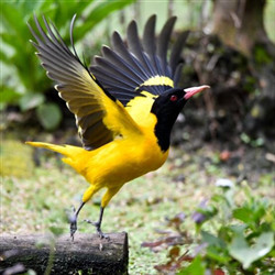 黑头黄鹂鸟超清晰图片