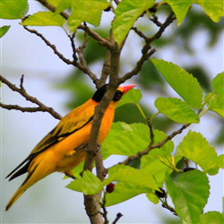 绿叶树枝头的黄鹂鸟图片