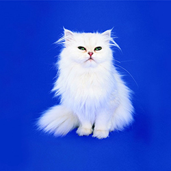 可爱有灵气的波斯猫高清图片