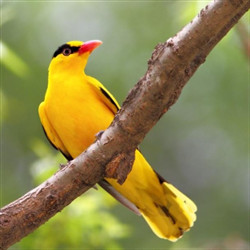 安静的黄鹂鸟图片