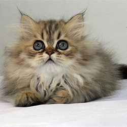 可爱招人喜欢的波斯猫高清图片