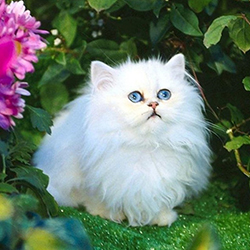 可爱呆萌的波斯猫高清图片