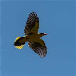 飞行中的黄鹂鸟图片