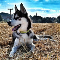 可爱哈士奇狗狗在草地上的图片