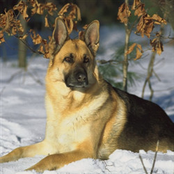 趴在雪地的成年德国牧羊犬图片