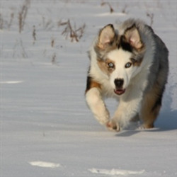 雪地哈士奇雪橇犬高清图片