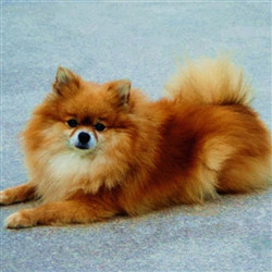 毛绒绒的棕色博美犬图片