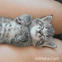 小猫咪真白 这腿真可爱 小猫表情包gif图片