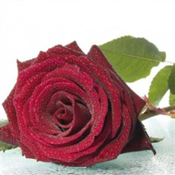 沾满水滴的红玫瑰花图片
