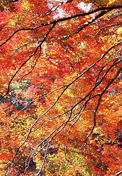 超高清唯美秋天风景苹果手机壁纸