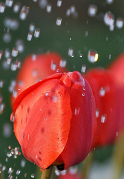 被雨水灌溉的花卉苹果手机风景高清壁纸