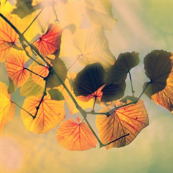 秋季落叶风景精选图片