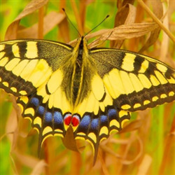 黄色燕尾蝴蝶图片