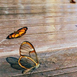 珍稀的蝴蝶标本图片