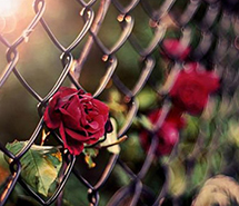 鲜花图片大全伤感唯美红玫瑰