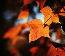 唯美伤感秋天的枫叶图片