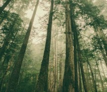 风景图片森林意境摄影组图