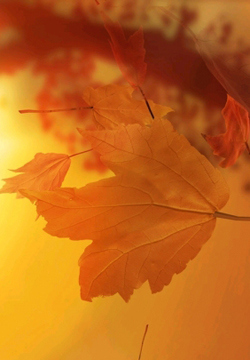 风景图片秋天的枫叶高清组图