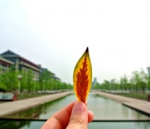 小清新图片一片叶子的旅行